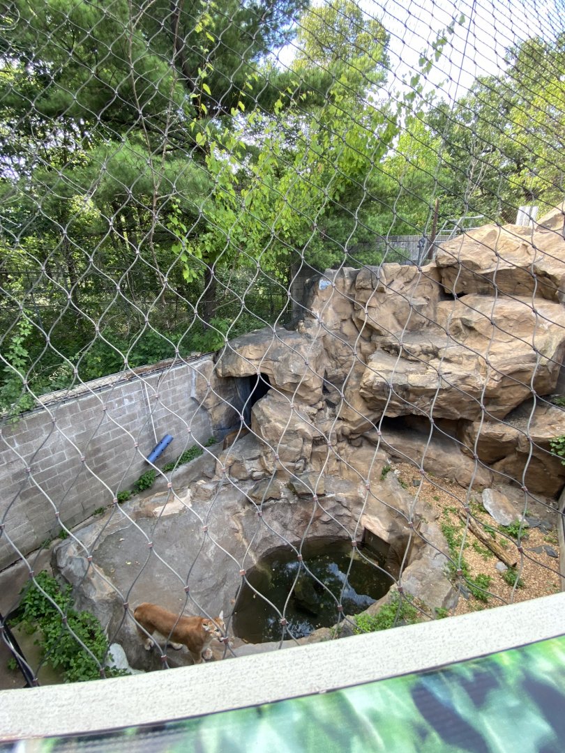 Large cats- cougar exhibit