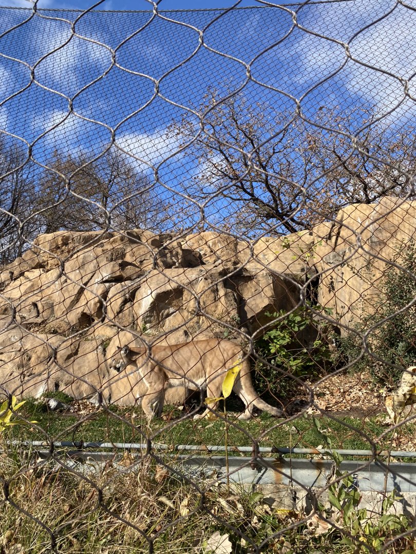 Large cats- cougar exhibit