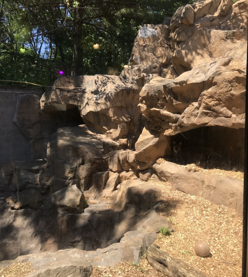 Large Cats- Cougar exhibit
