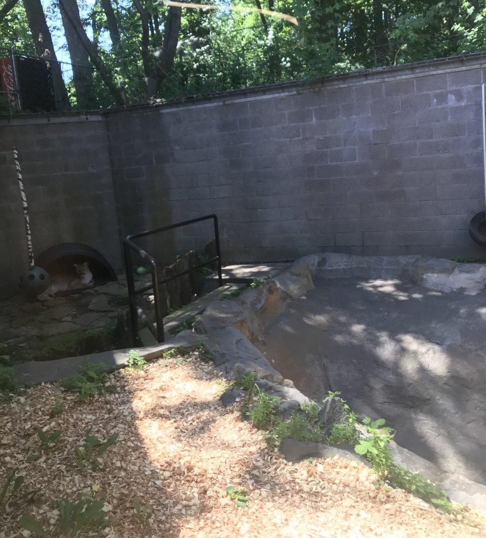 Large Cats- Cougar exhibit