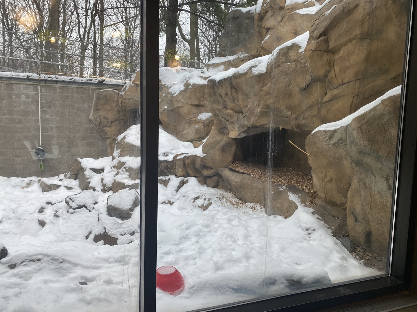 Large Cats - Cougar Exhibit