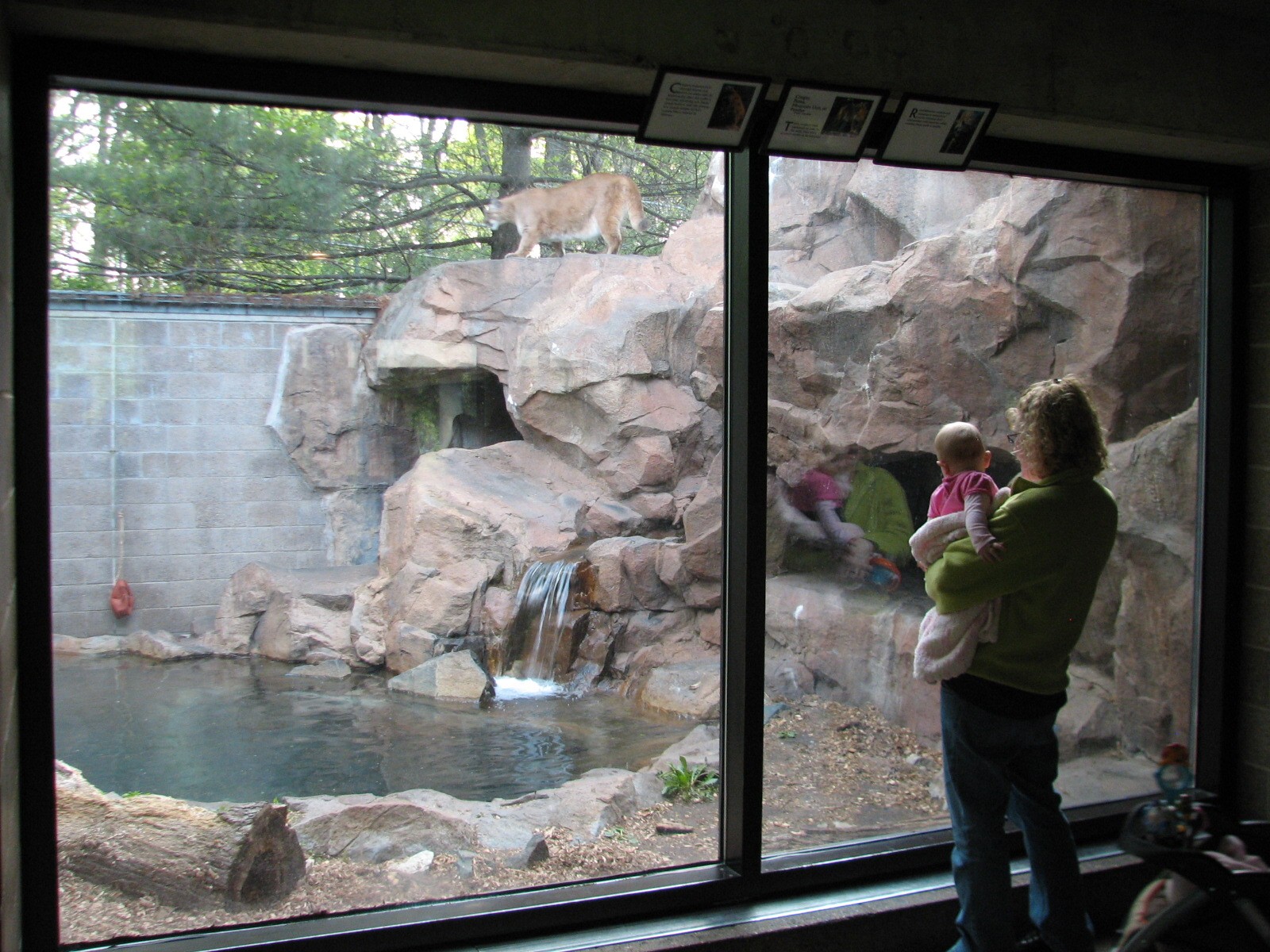 Large Cats - Cougar Exhibit