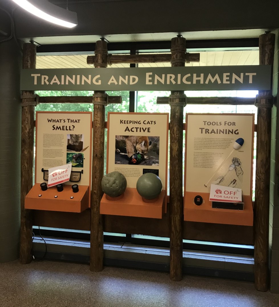 Large Cats- Enrichment display