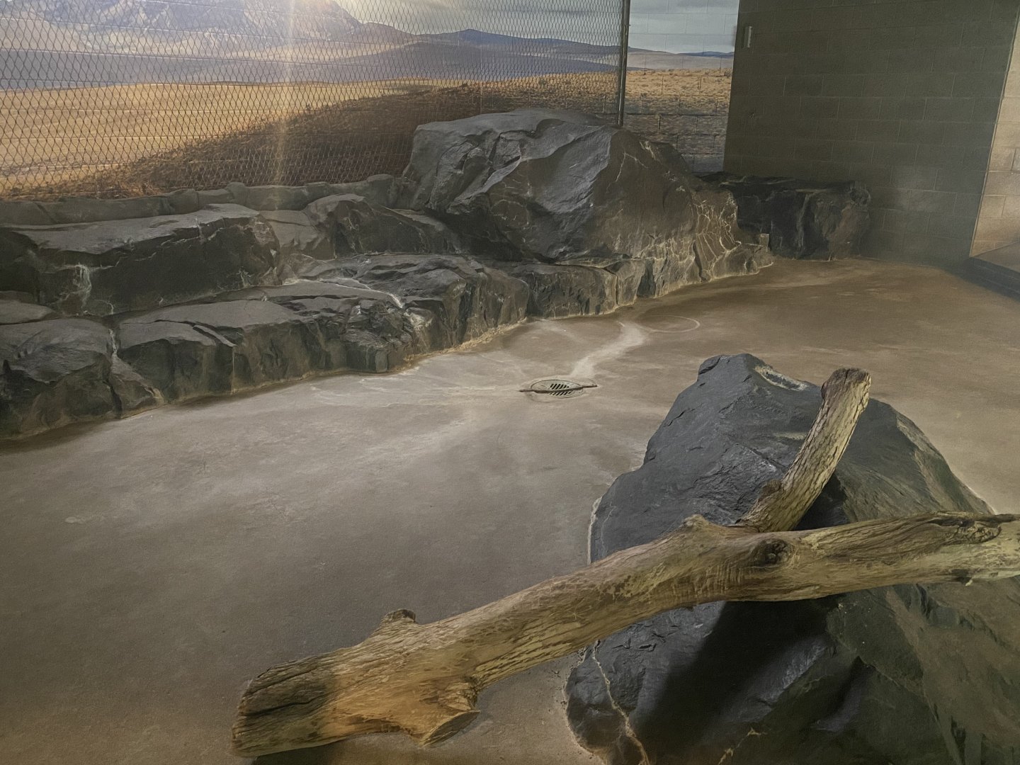 Large Cats - Indoor African Lion Exhibit