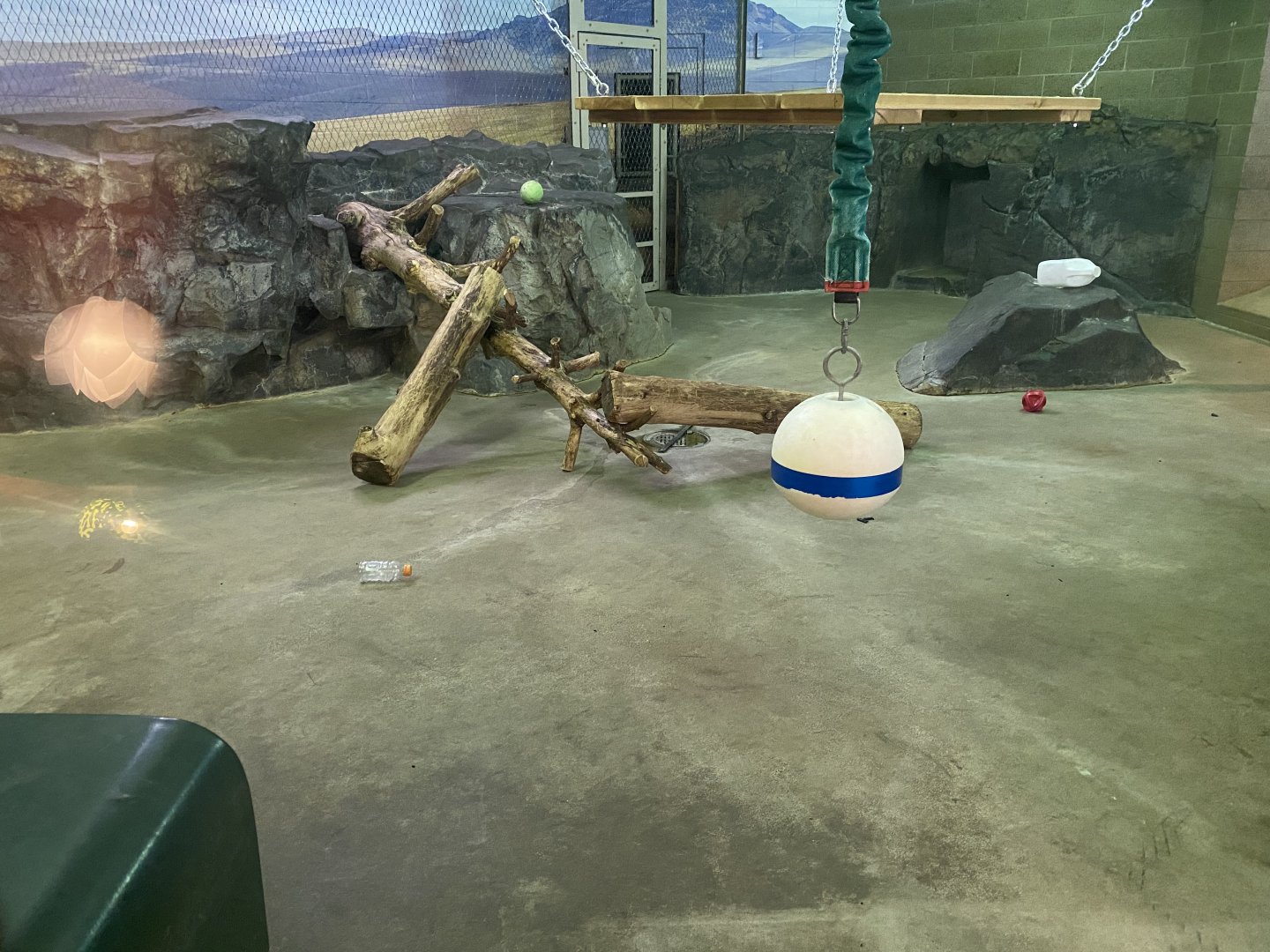 Large Cats - Indoor Cougar Exhibit