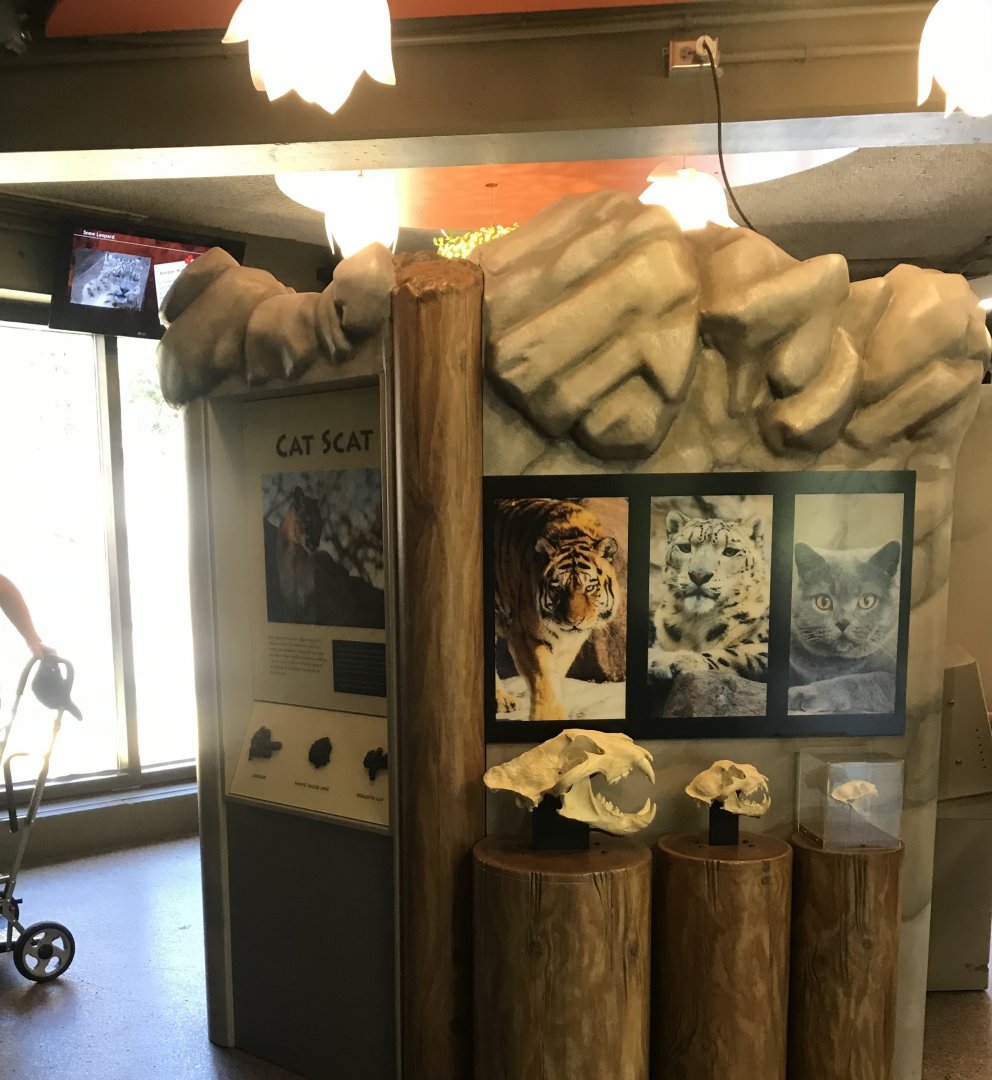 Large Cats- interpretive display