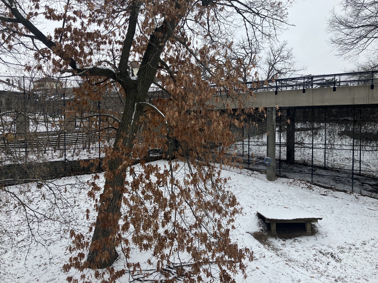 Large Cats - Lion Exhibit