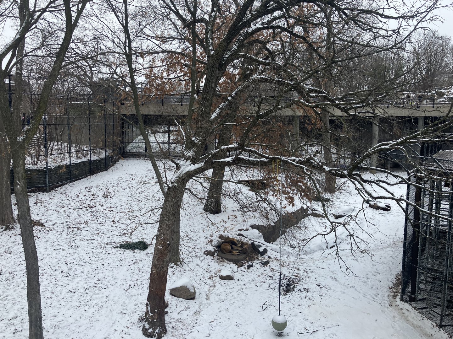 Large Cats - Lion Exhibit