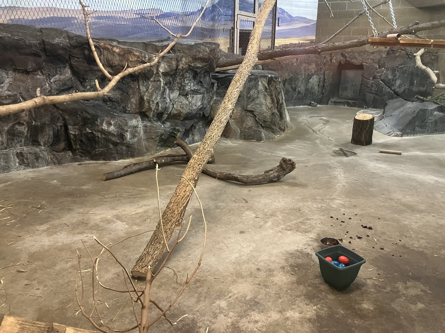 Large Cats - Serval Exhibit