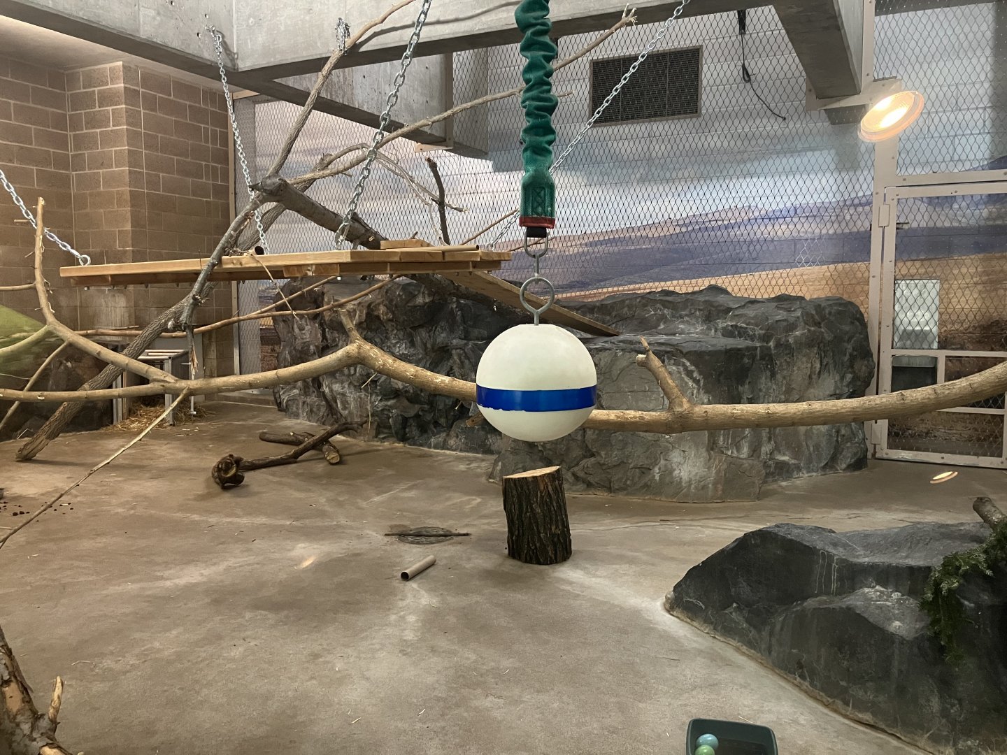 Large Cats - Serval Exhibit