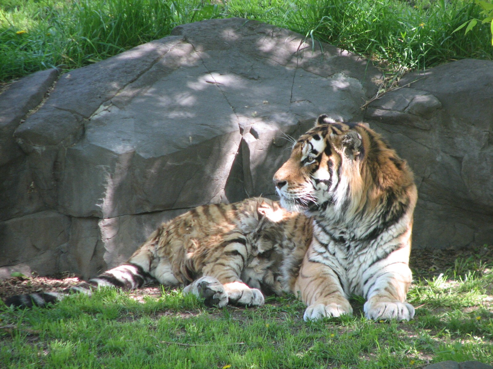 Large Cats - Siberian Tiger
