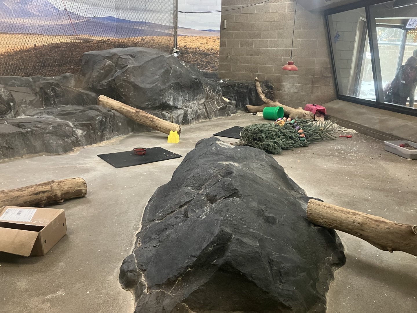 Large Cats - Six-Banded Armadillo Exhibit
