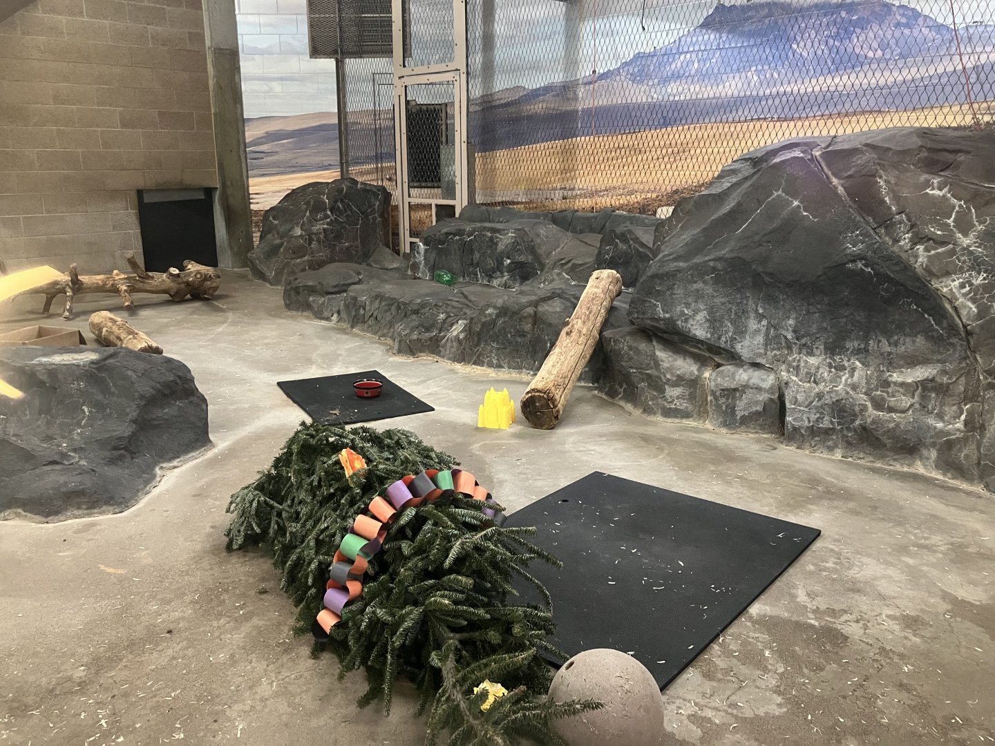 Large Cats - Six-Banded Armadillo Exhibit