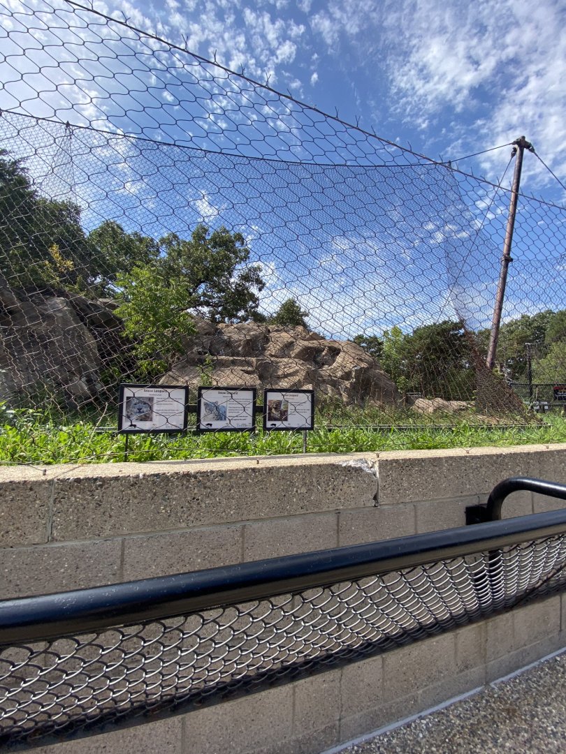 Large cats- snow leopard exhibit