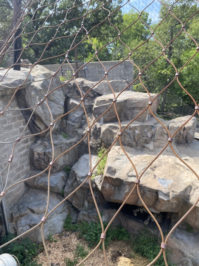 Large cats- snow leopard exhibit