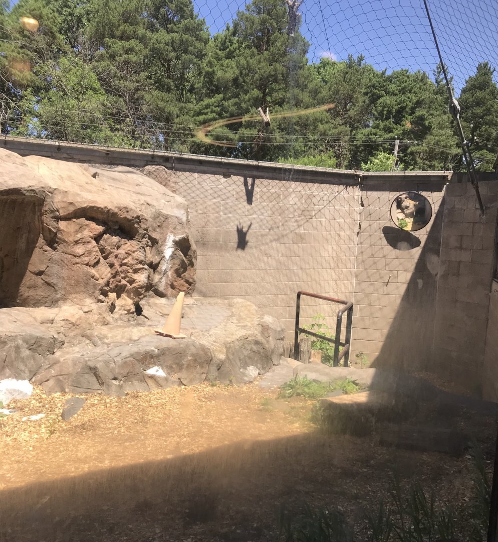 Large Cats- Snow leopard exhibit