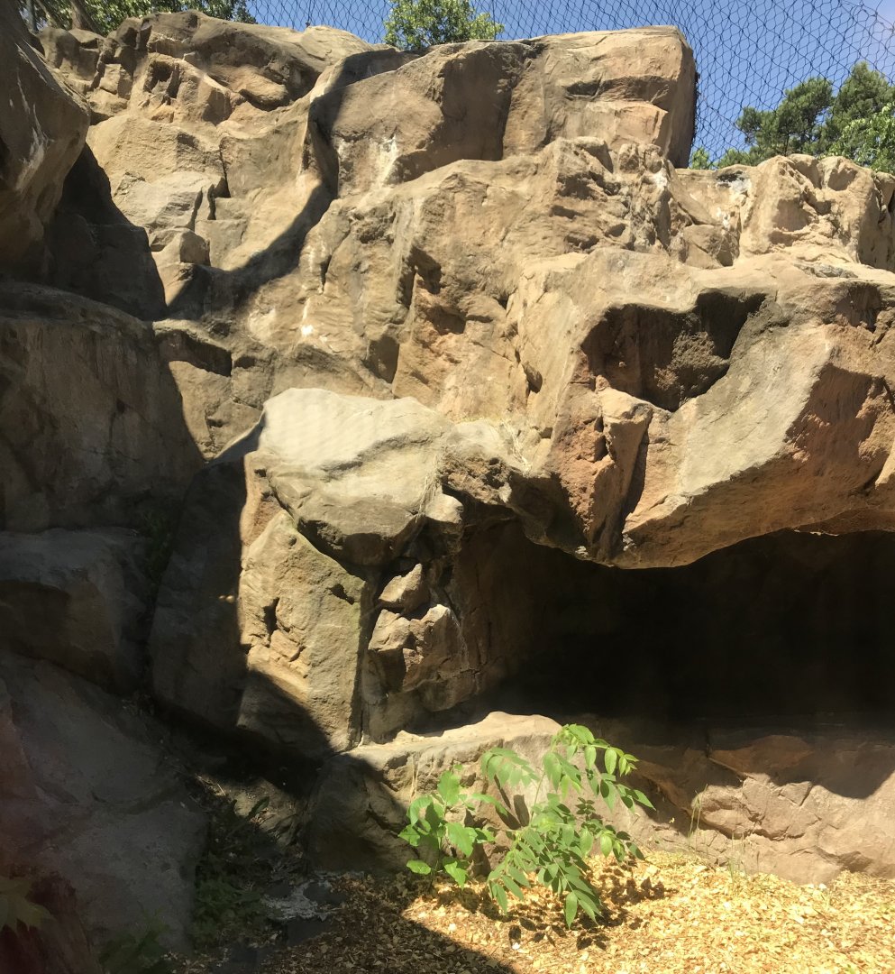 Large Cats- Snow leopard exhibit