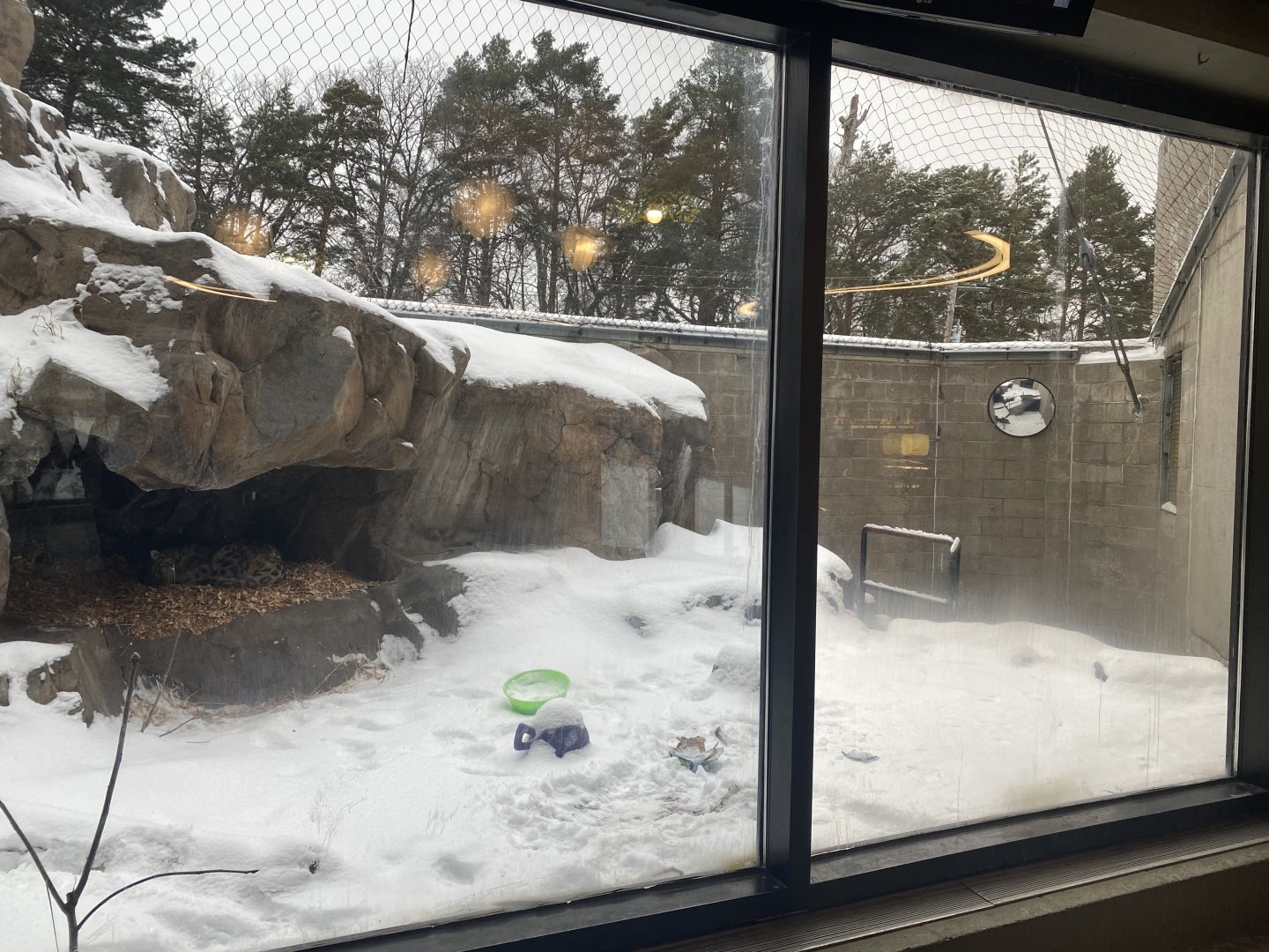 Large Cats - Snow Leopard Exhibit