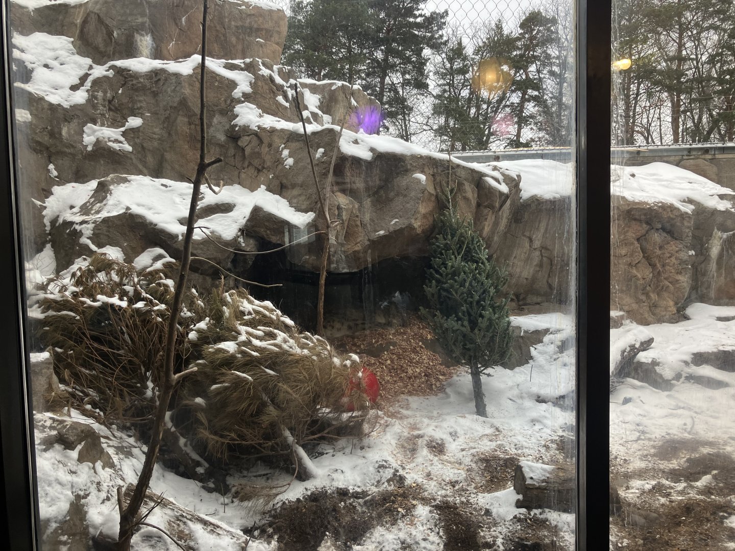 Large Cats - Snow Leopard Exhibit