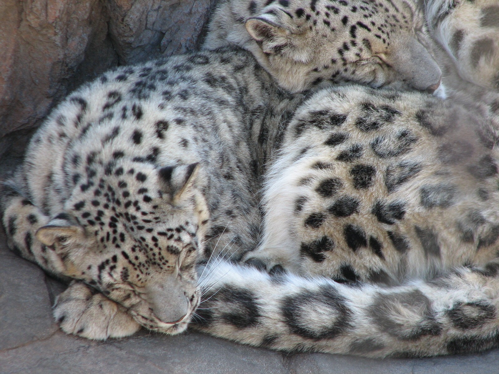 Large Cats - Snow Leopard