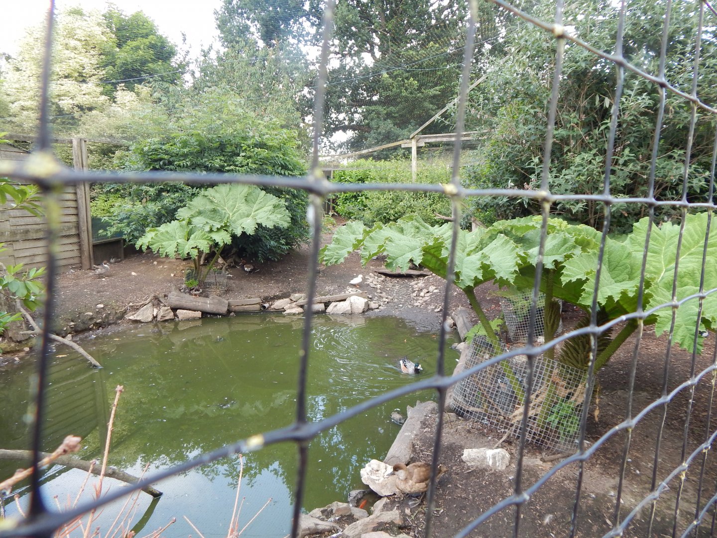 Large central aviary 060625