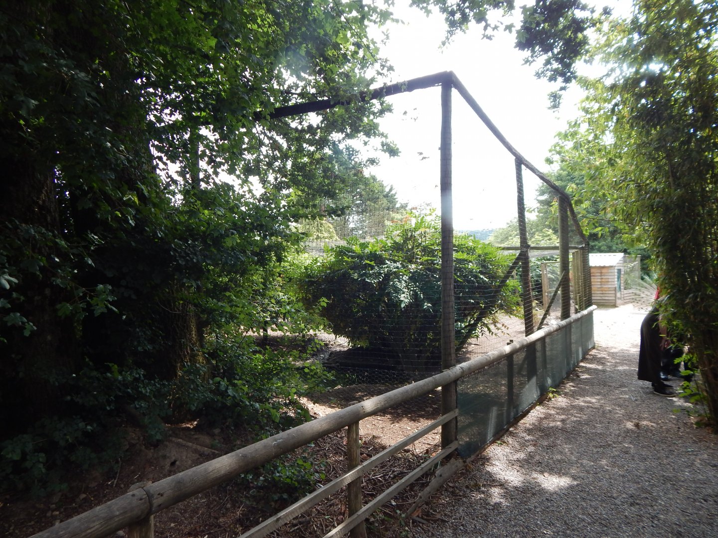 Large central aviary 060625