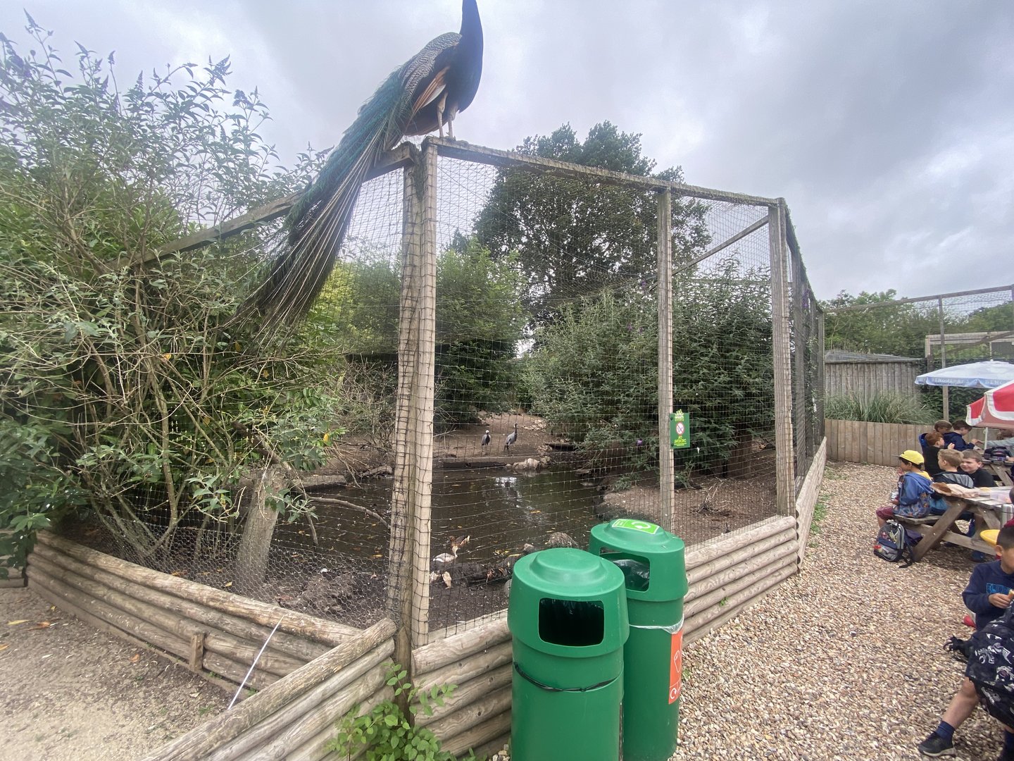 Large central aviary 300623