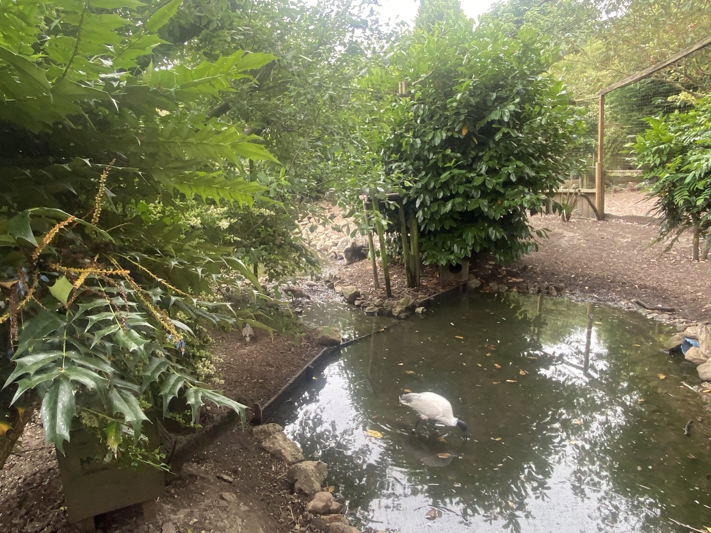 Large central aviary 300623