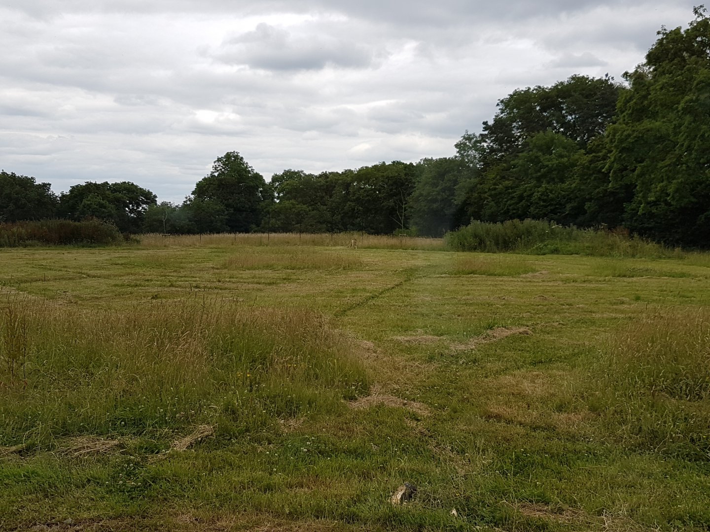Large Cheetah Enclosure