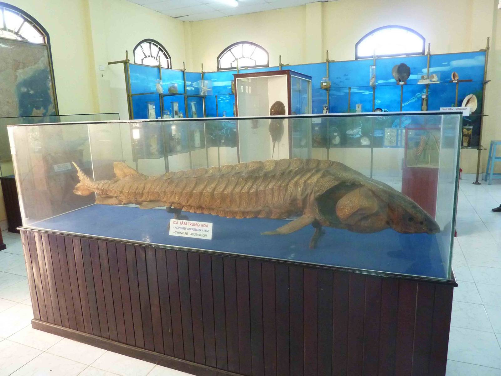 Large Chinese sturgeon, May 2013.