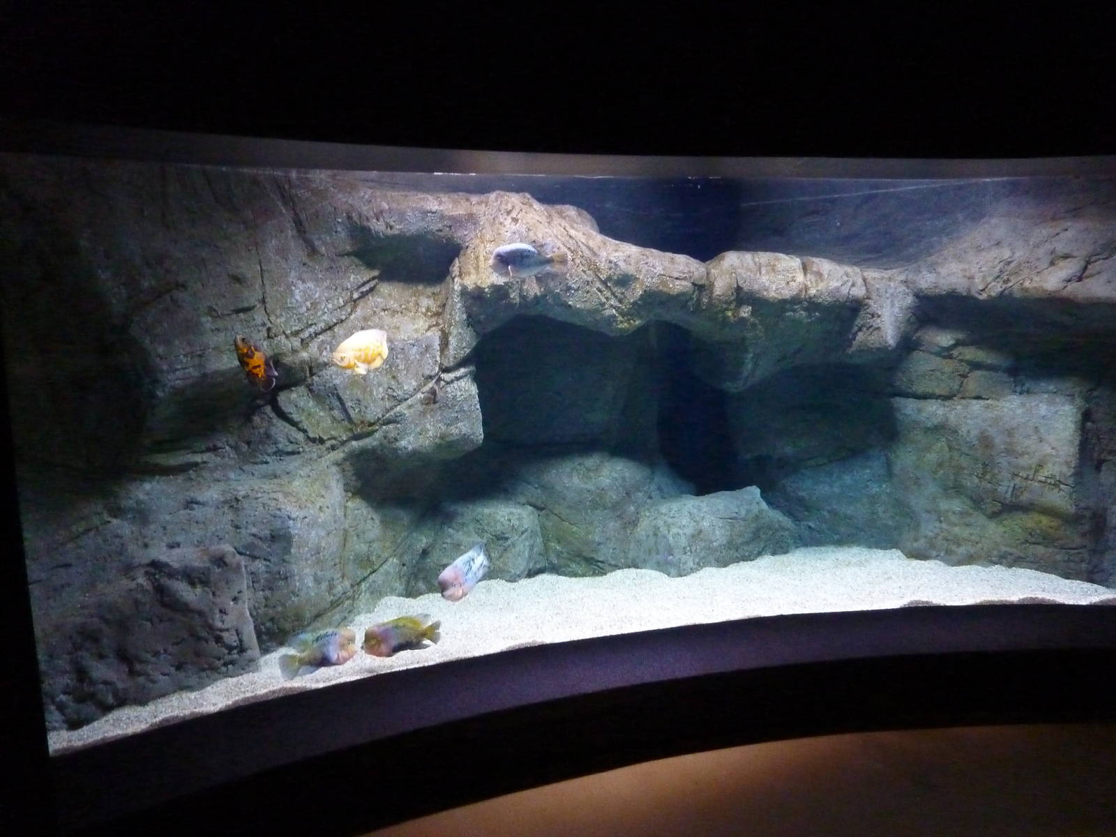 Large cichlid tank, 10th April 2012