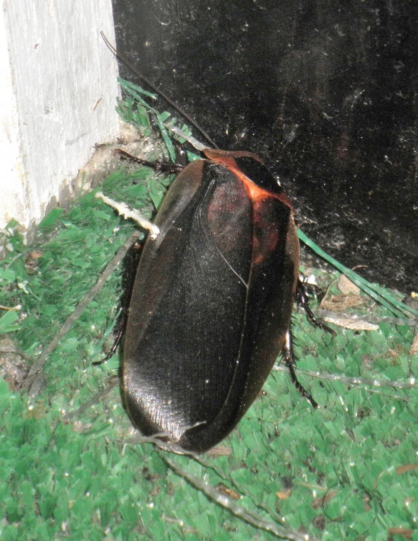 Large cockroach.  Trinidad