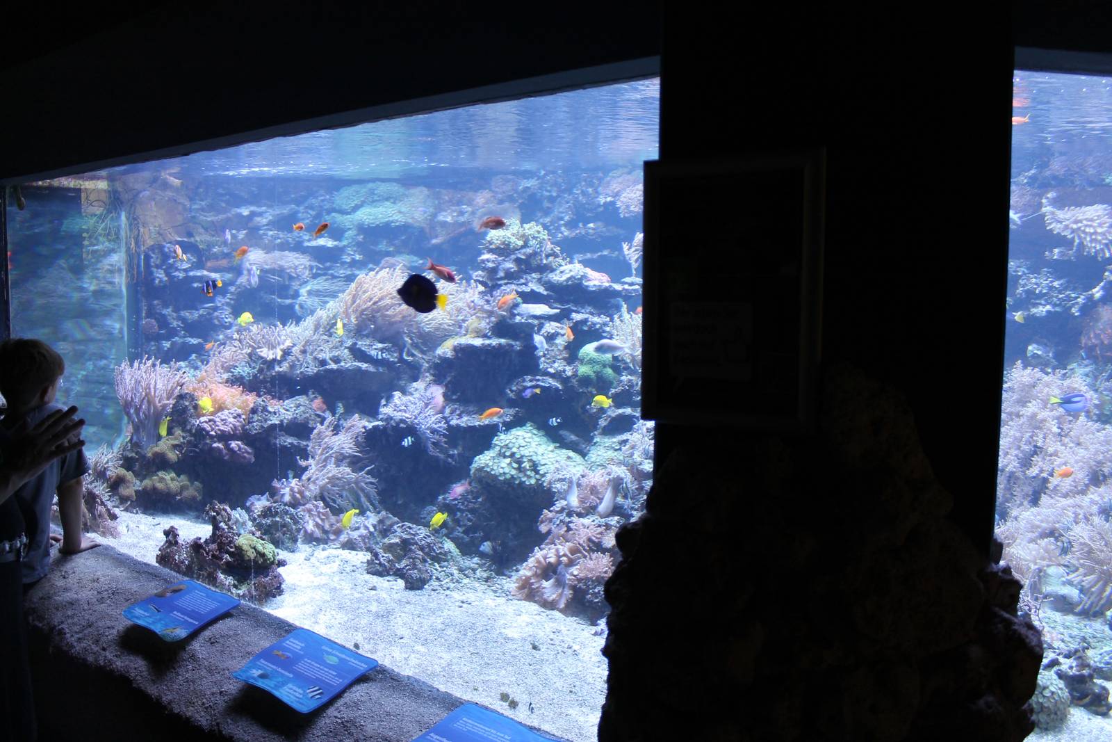 Large coral-aquarium