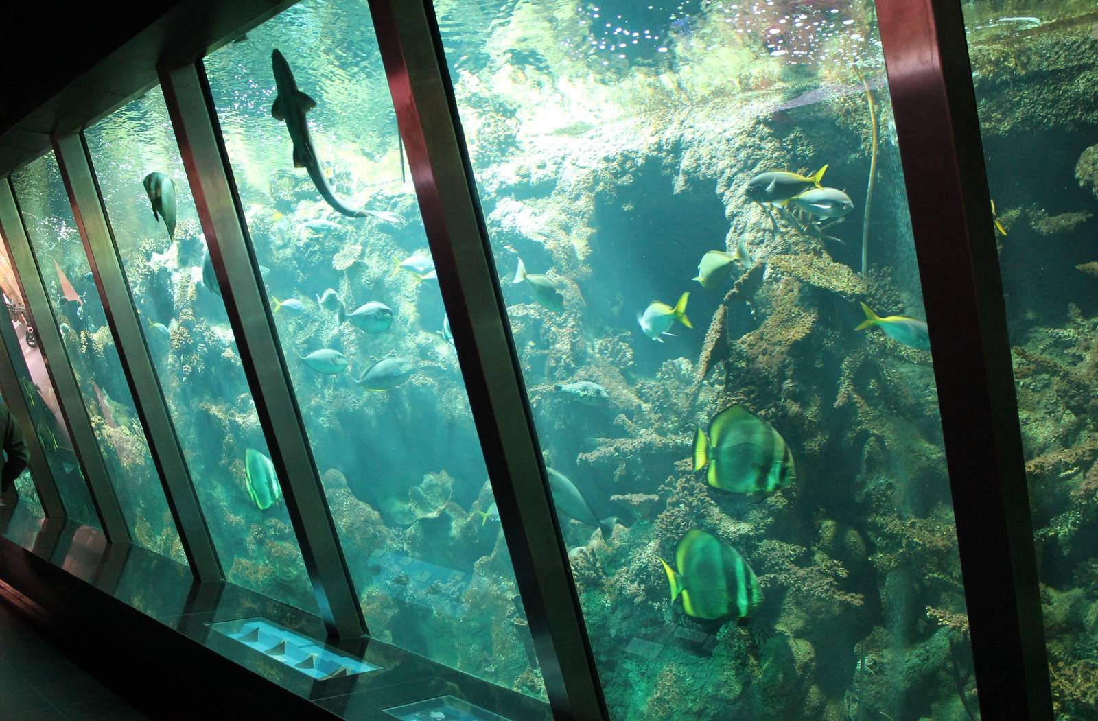 Large coral-fish tank