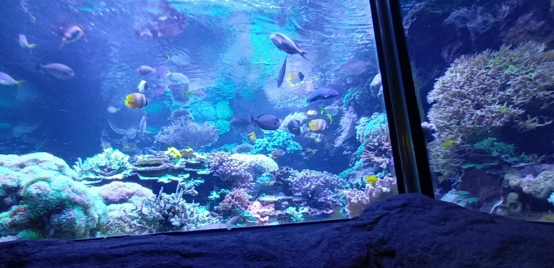 Large Coral Reef Tank in the Rainforest Building
