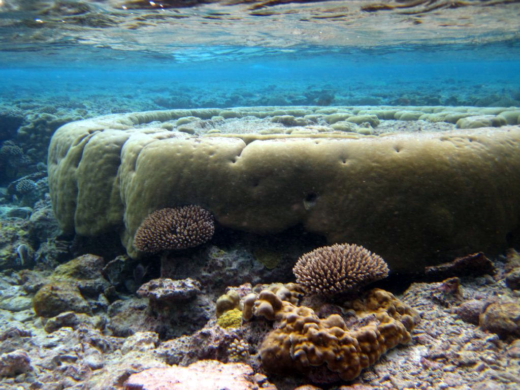Large Coral