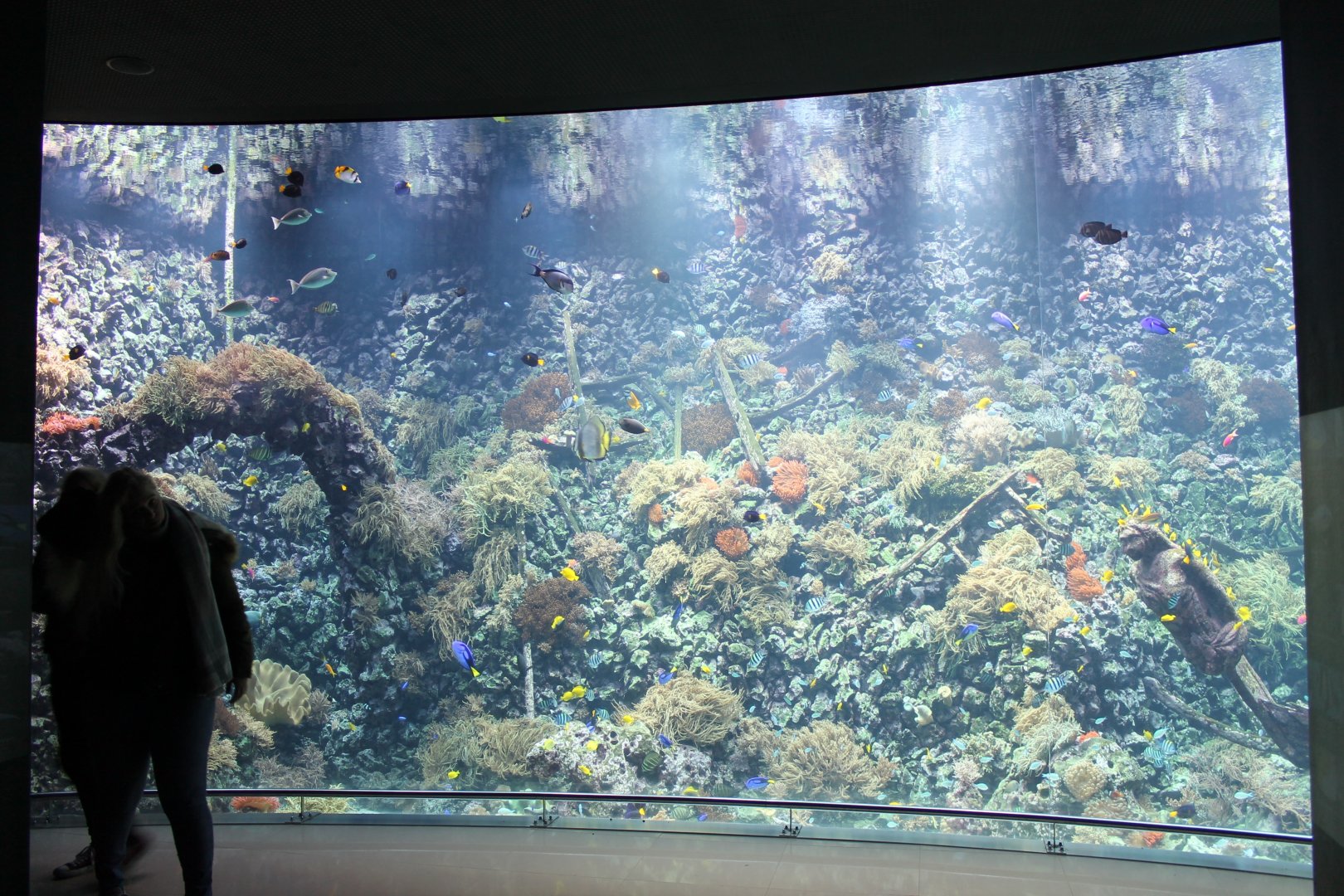 Large Coralfish Tank