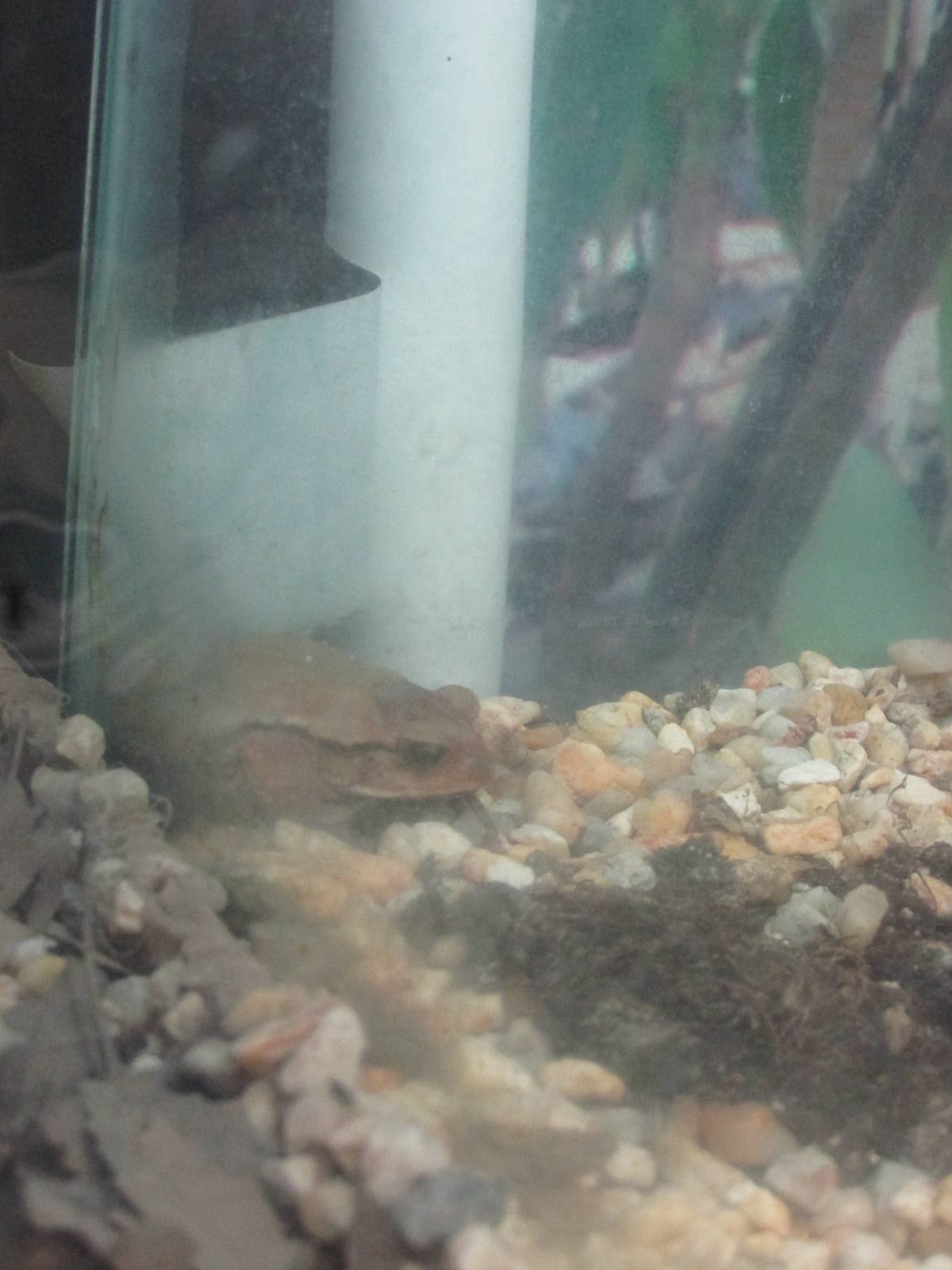 large crested toad incilius cristatus africam safari