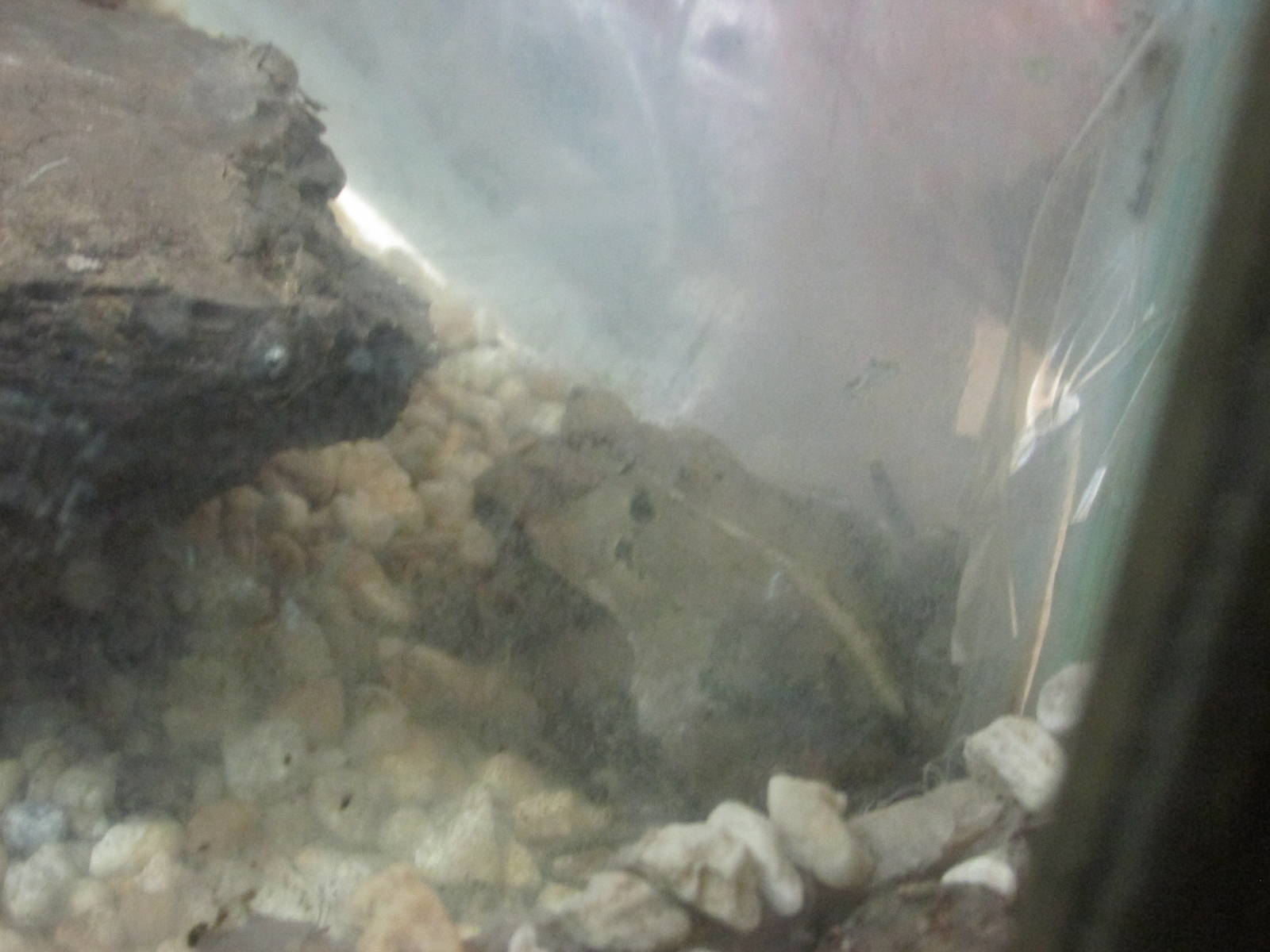 large crested toad incilius cristatus africam safari