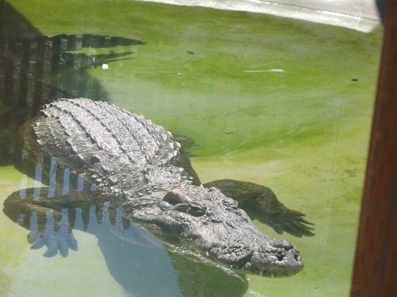 Large crocodile