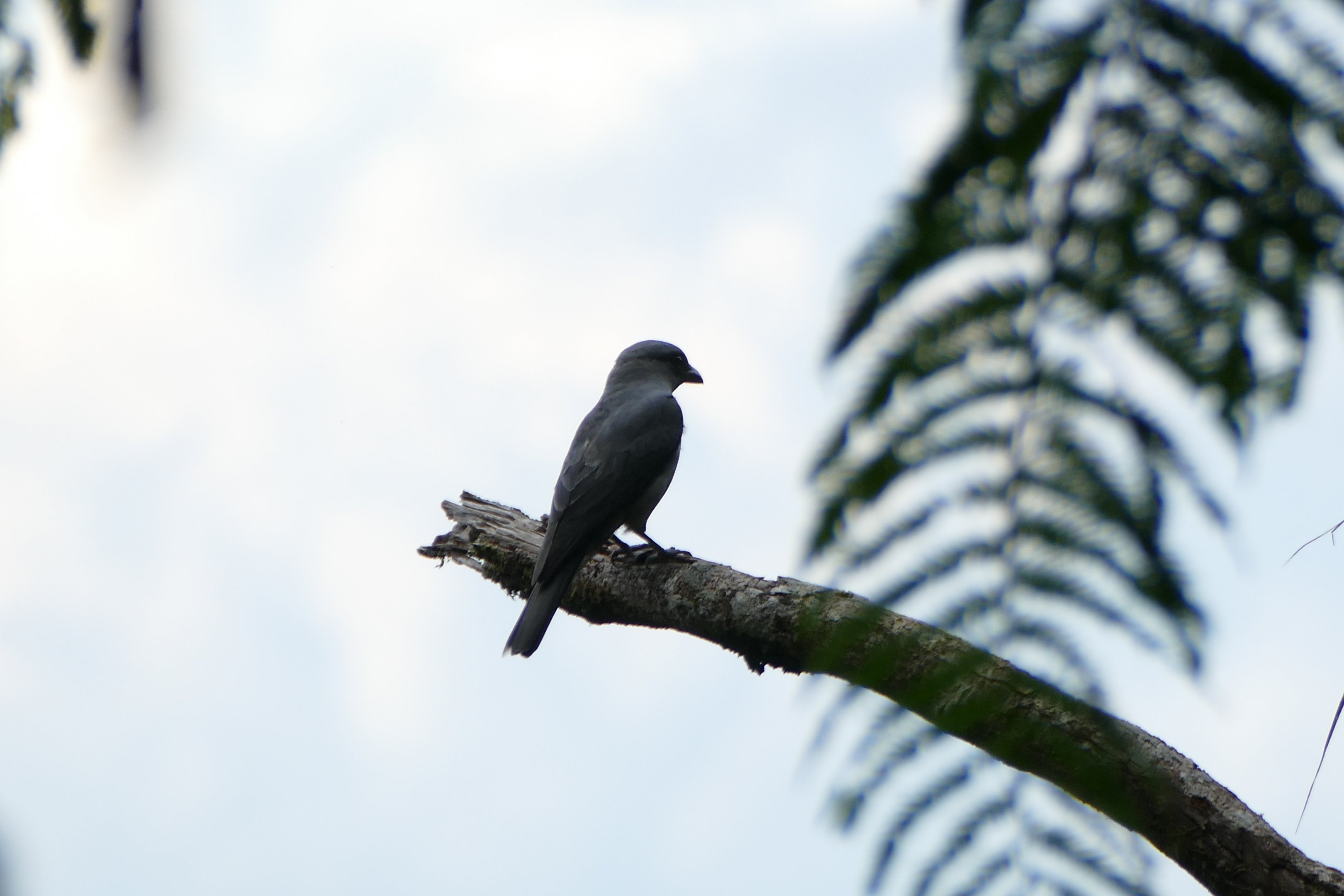 Large Cuckooshrike - Fraser's Hill