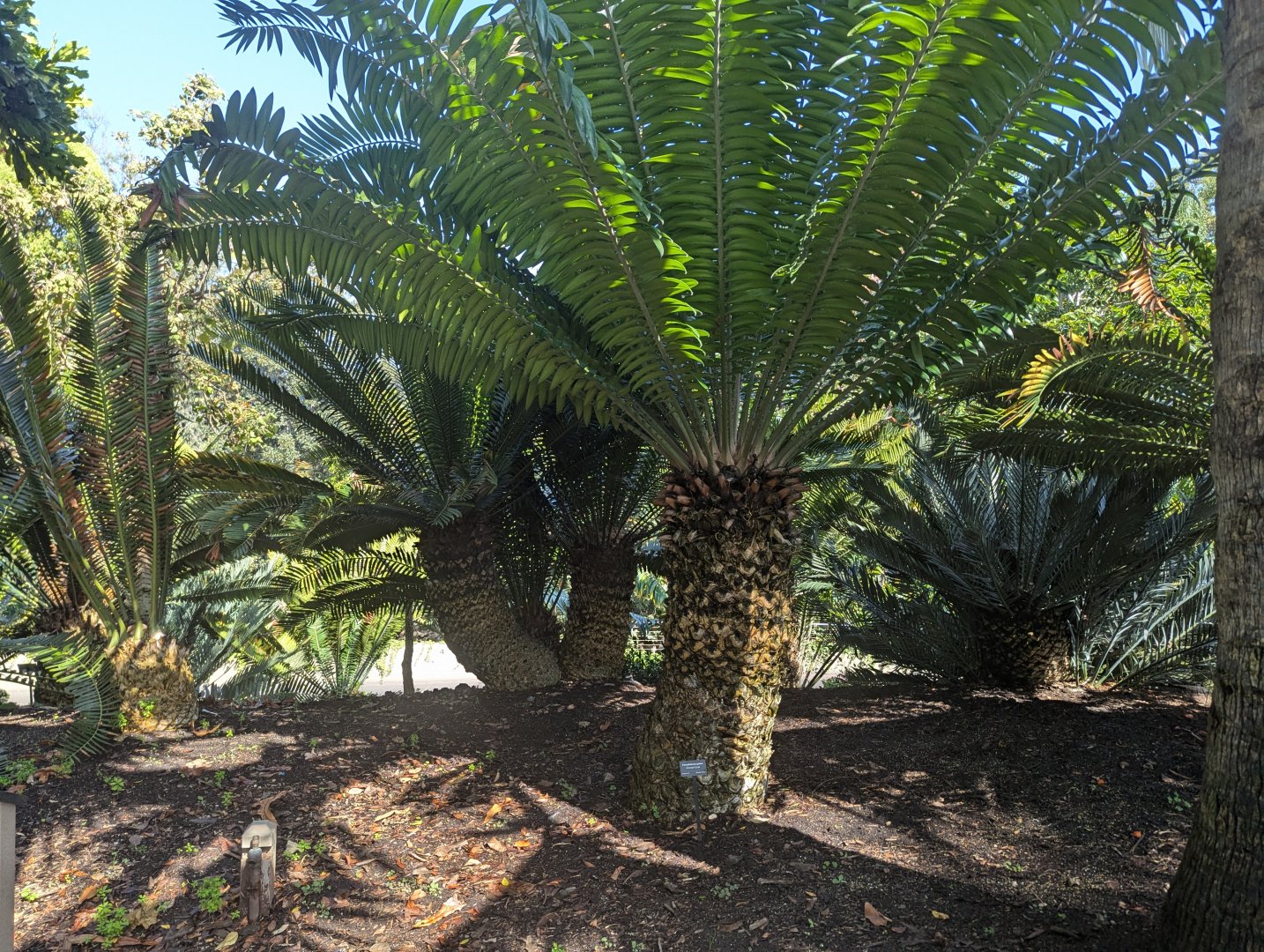 Large Cycads - Part of a Big Collection