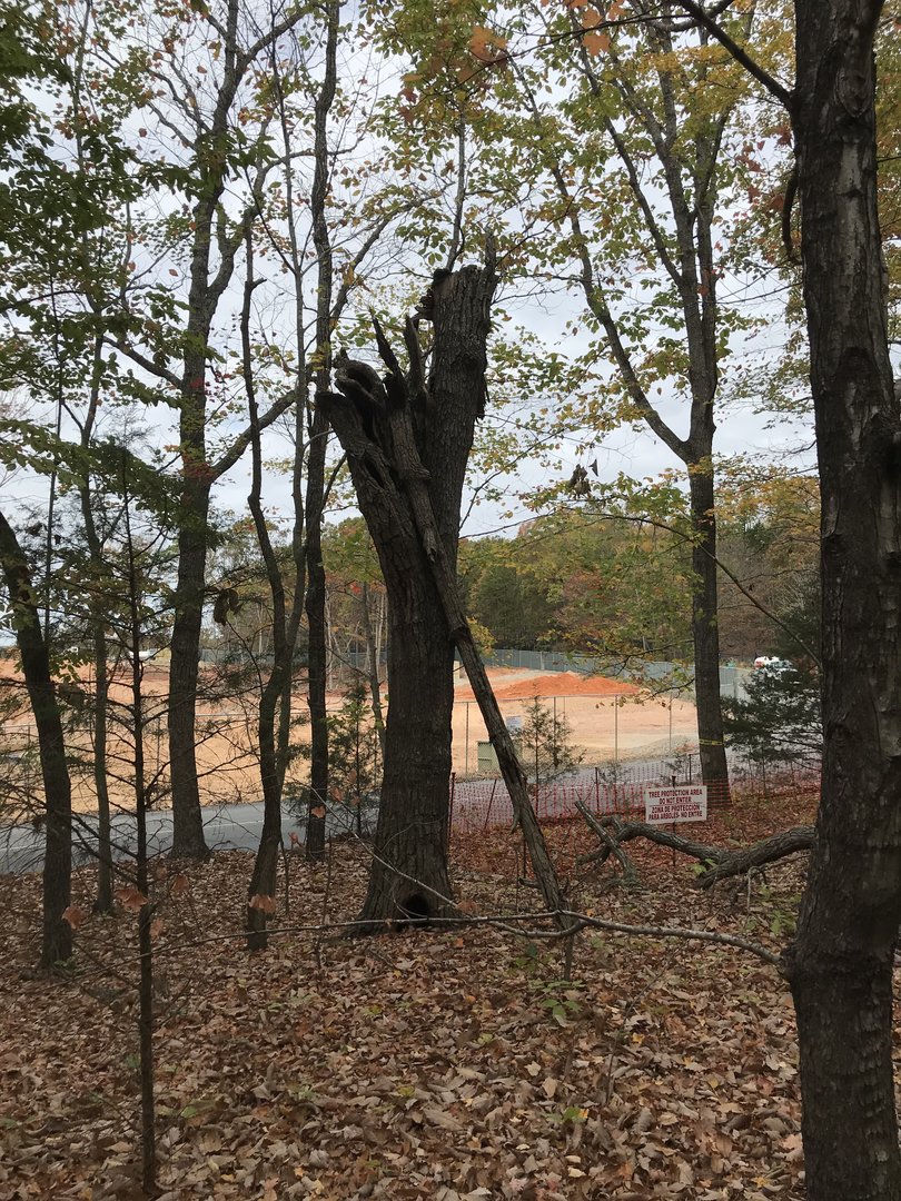 Large Dead Tree near Red Wolf