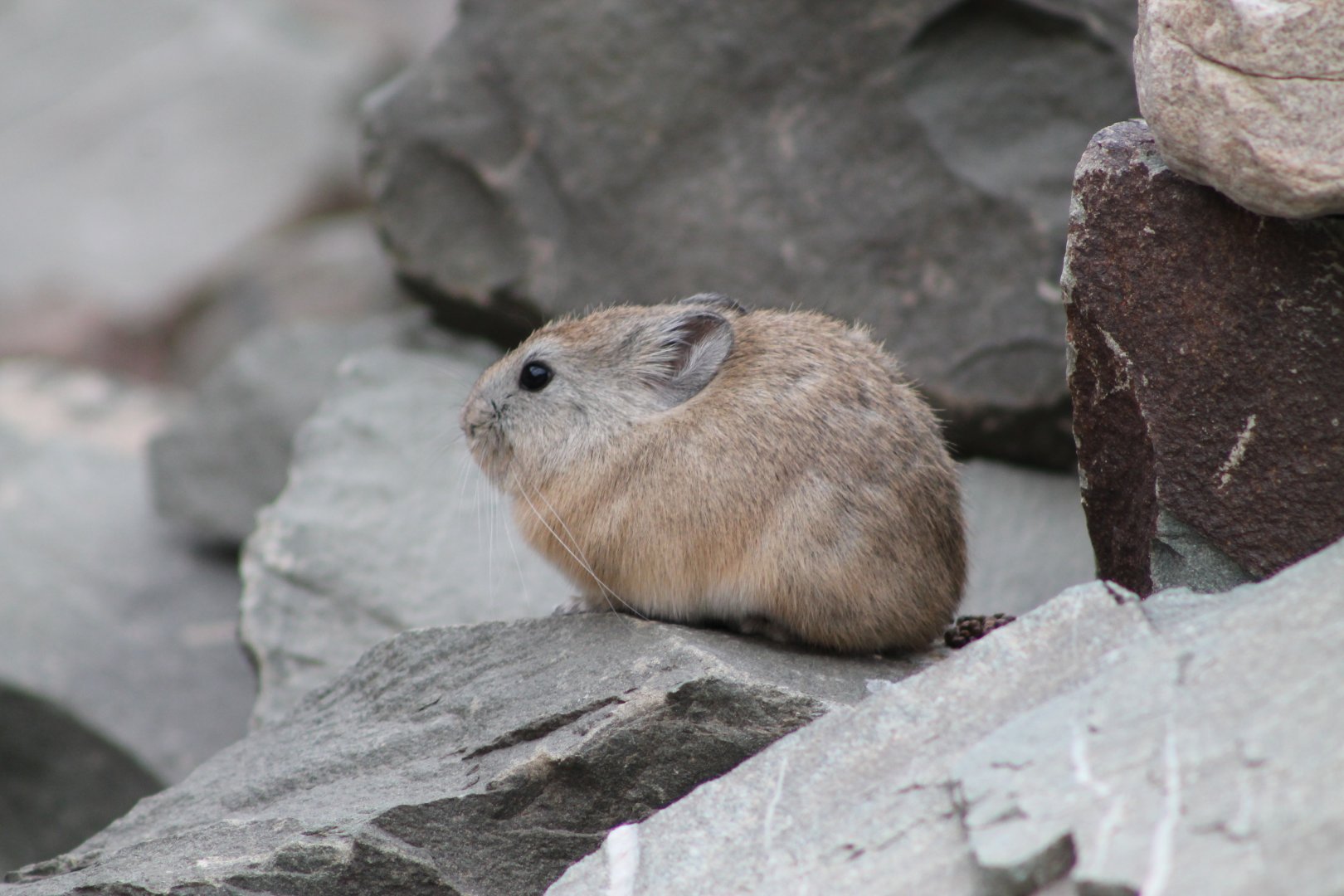 Large-eared Pika (Ochotona macrotis)