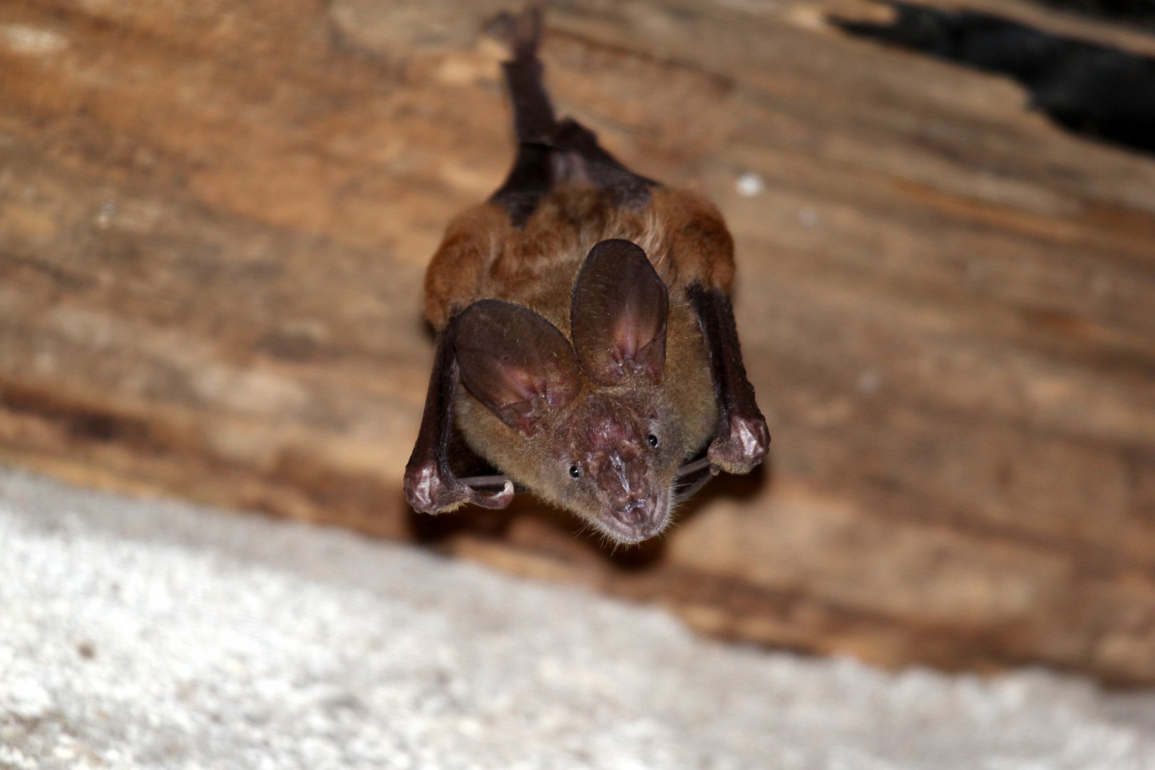 large-eared slit-faced bat (Nycteris macrotis)