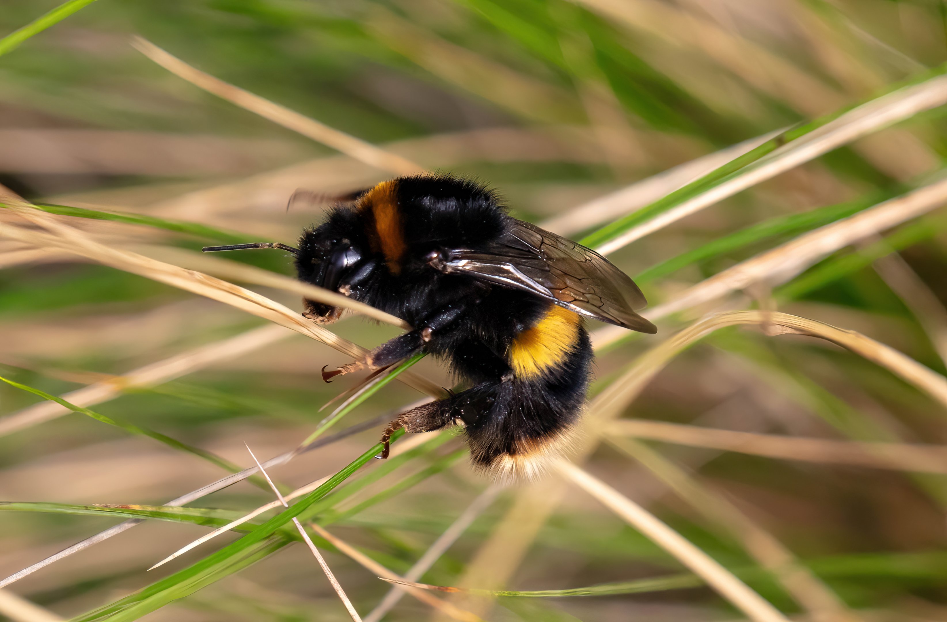 Large Earth Bumblebee