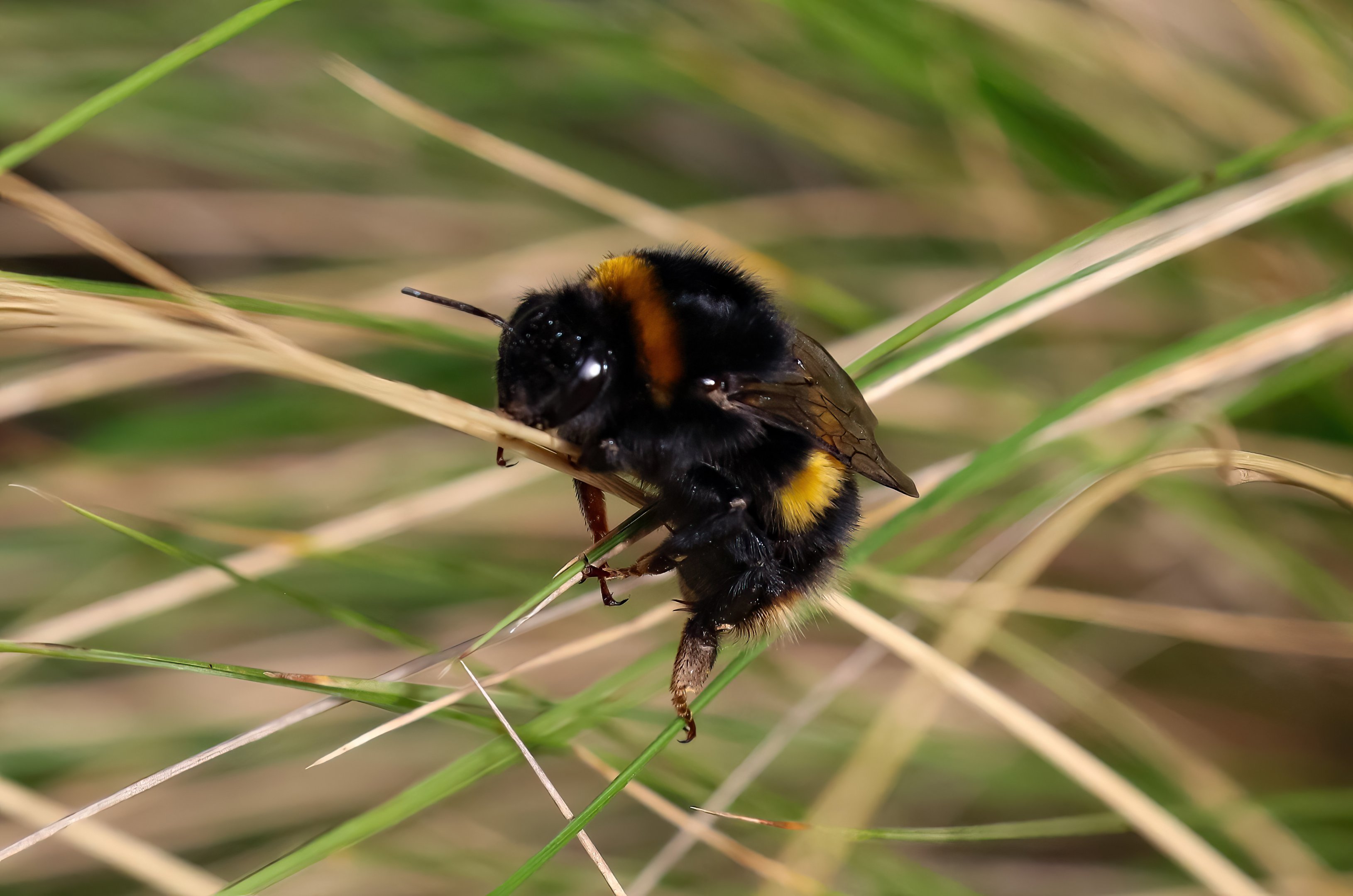 Large Earth Bumblebee