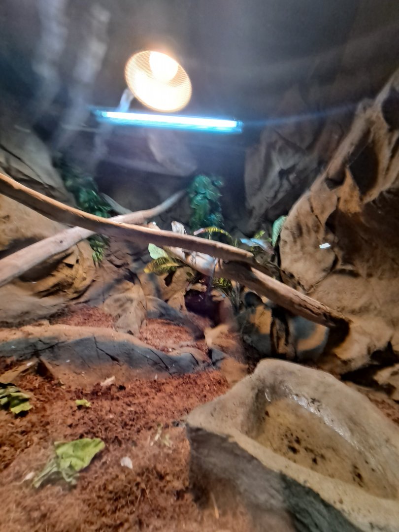 Large empty complete terrarium (4/19/25)