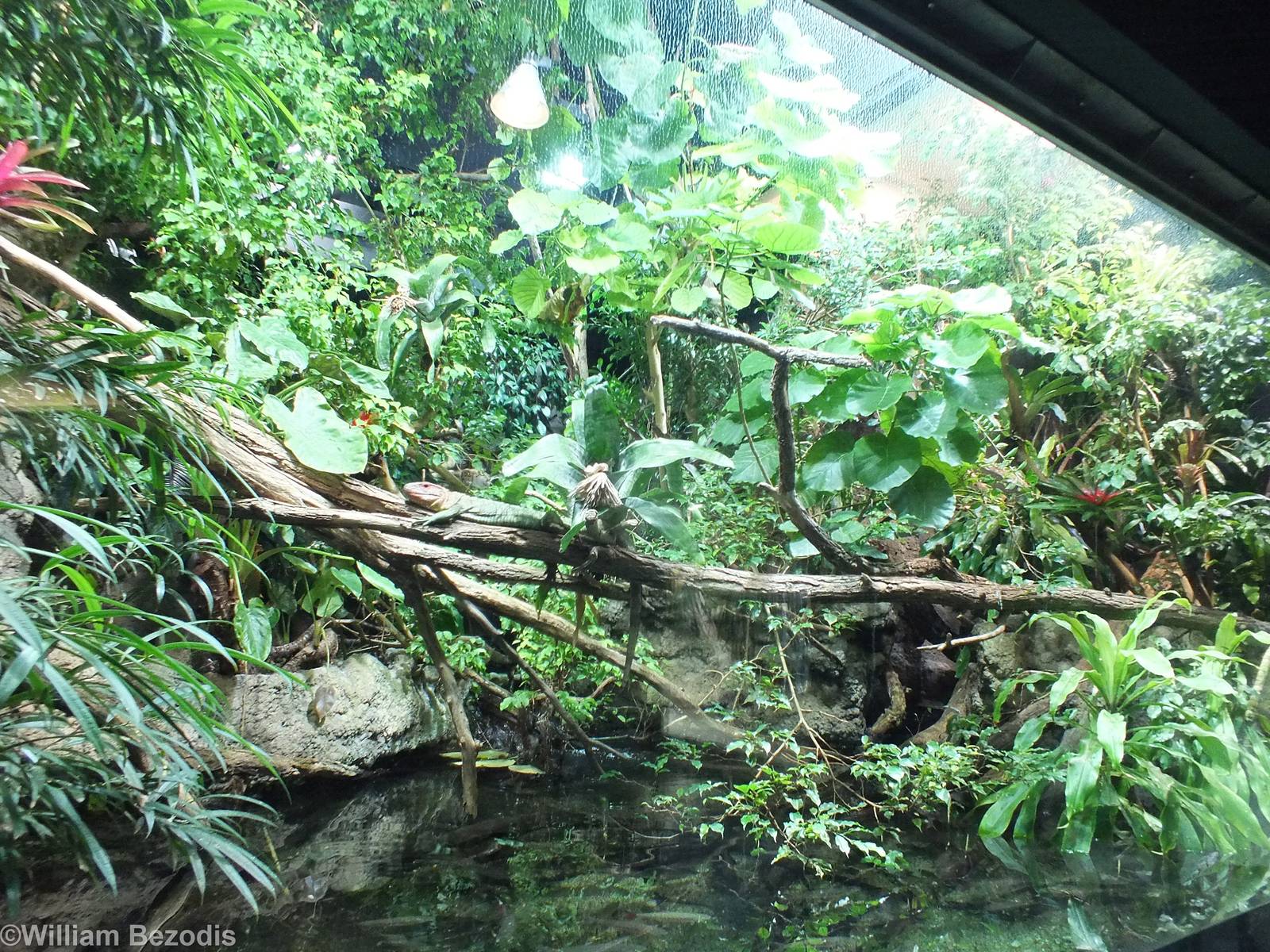 Large Enclosure in Reptile House