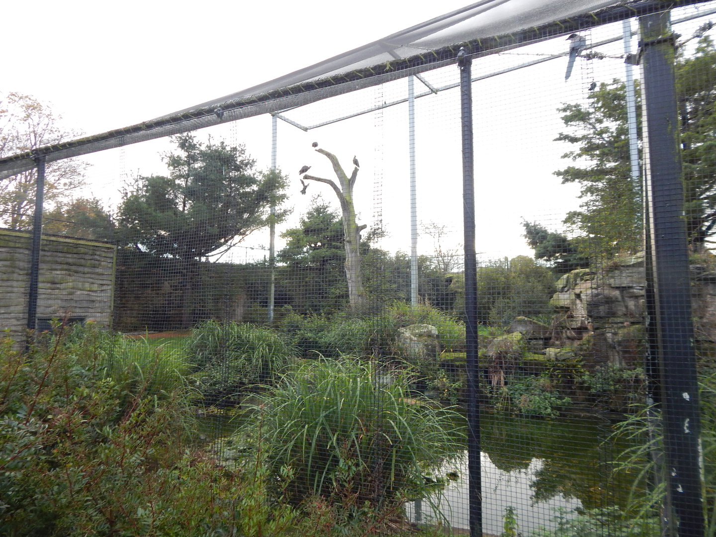 Large European aviary 221022